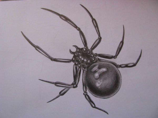 Паук птицеед рисунок