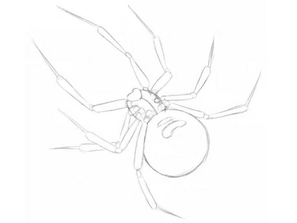 Нарисовать паука карандашом