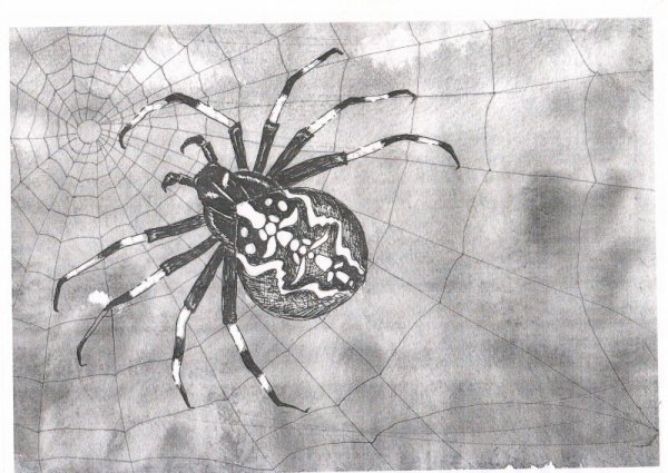 Рисунки пауков карандашом