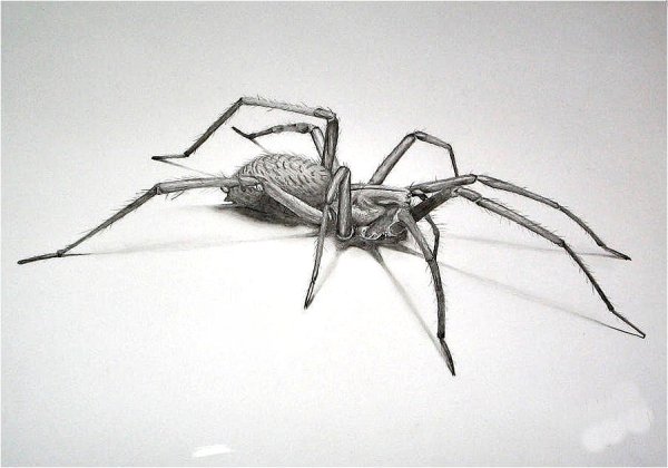 Паук птицеед рисунок карандашом