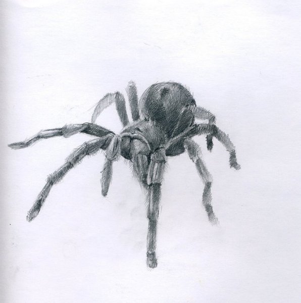 Паук для срисовки
