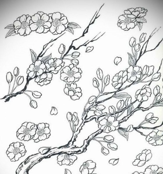Сакура рисунок