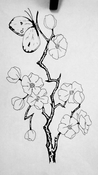 Ветка Сакуры эскиз