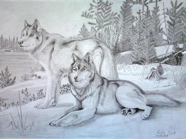 Волк рисунок
