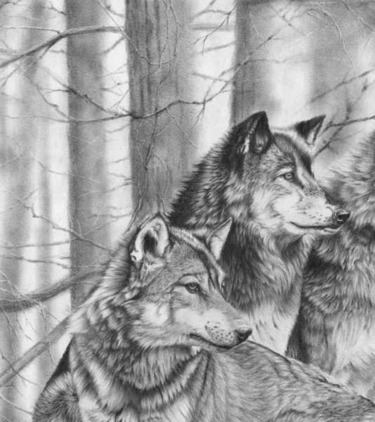 Картины Волков карандашом