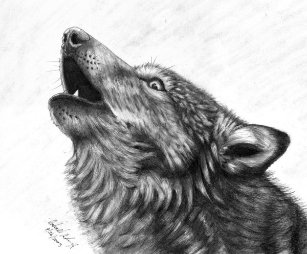 Рисунки Волков карандашом