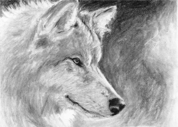 Волк воет на луну рисунок карандашом