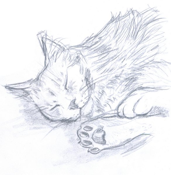 Кошка рисунок карандашом