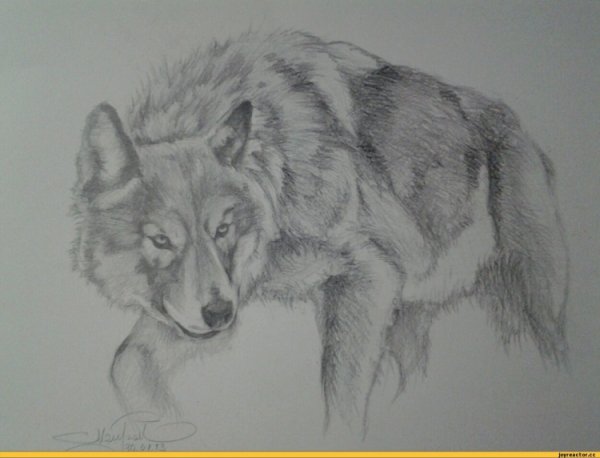 Волк карандашом