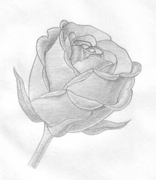 Роза набросок карандашом