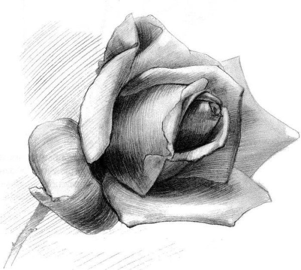 Рисунок розы для срисовки