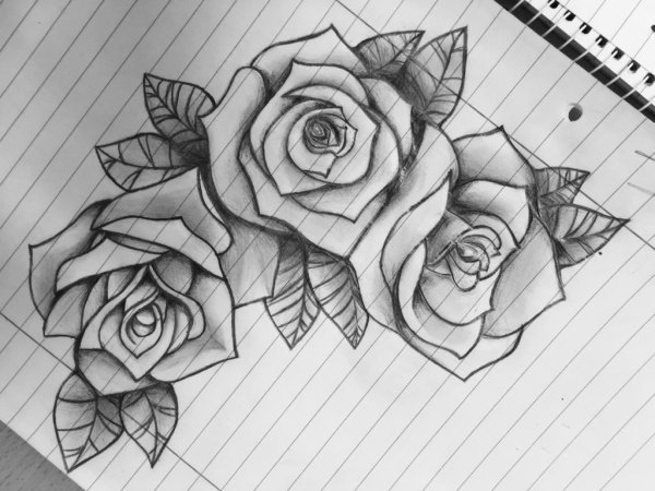 Нарисовать розу карандашом