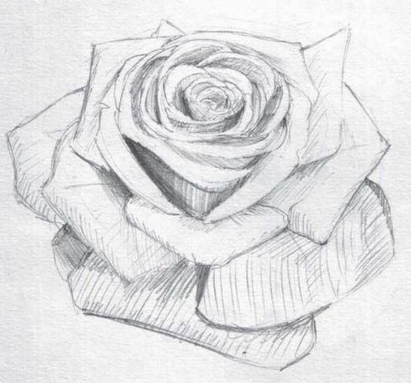 Рисунки лёгкие и красивые розы