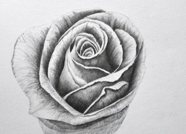 Роза карандашом