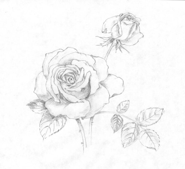 Роза карандашом