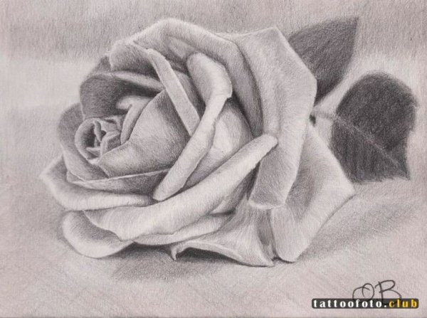 Роза карандашом