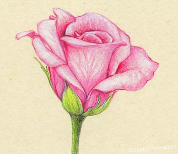 Эскиз розы карандашом