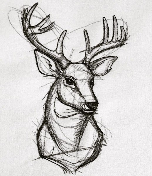 Зарисовки оленя