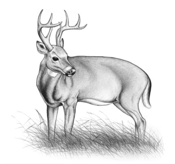 Олень рисунок