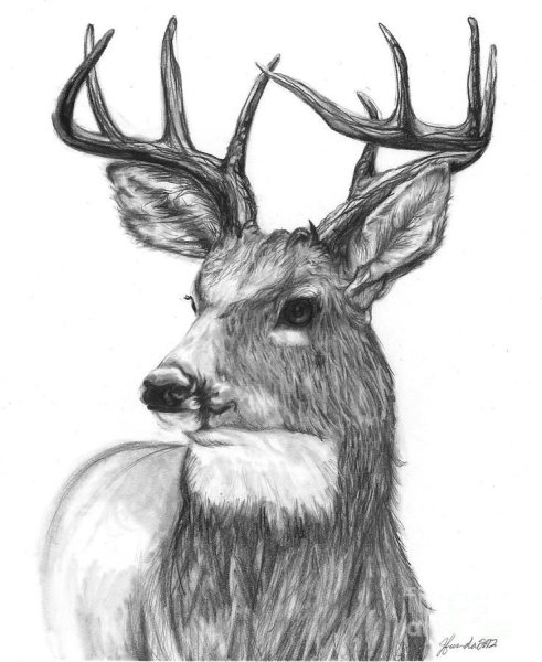 Олень скетч