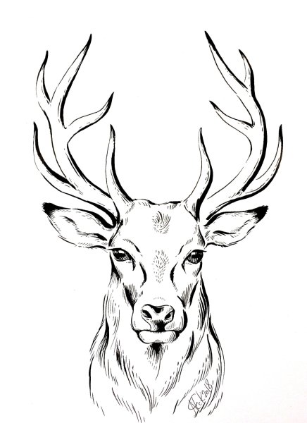 Олень рисунок