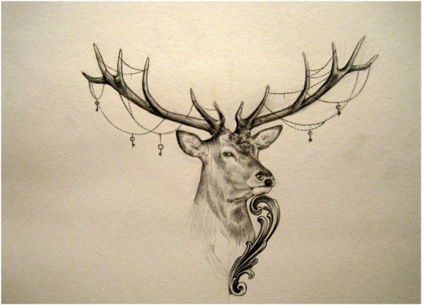 Олень для срисовки