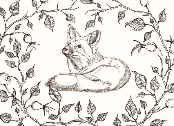 Скетч раскраска