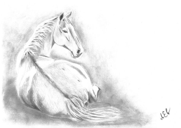 Лошадь карандашом