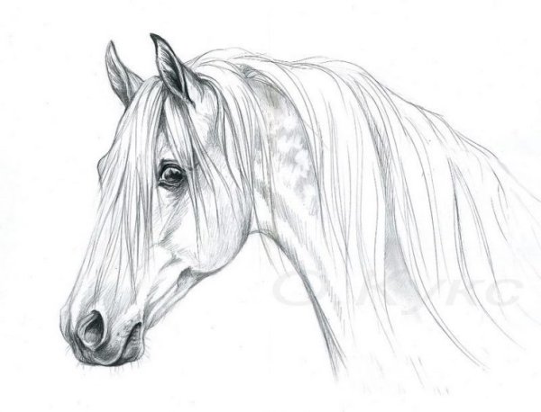 Лошадь карандашом для срисовки