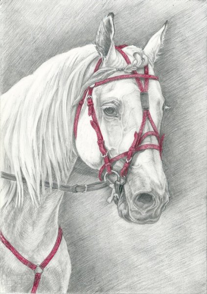 Лошадь карандашом для срисовки