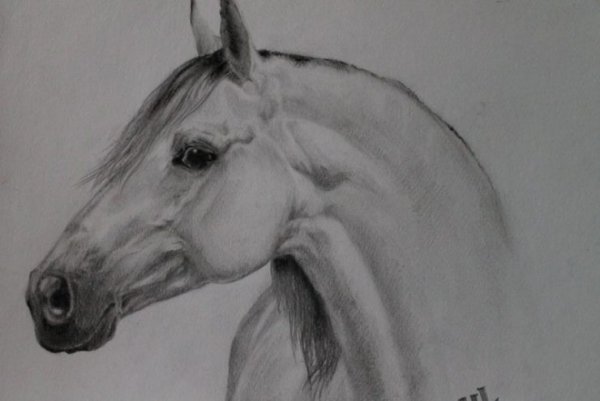 Лошадь карандашом