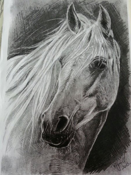 Рисунки животных карандашом