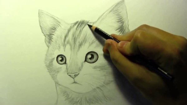 Красивые рисунки карандашом