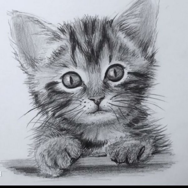 Милый котенок карандашом