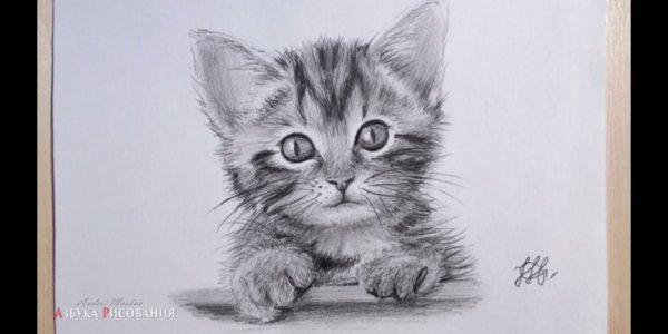 Котенок простым карандашом