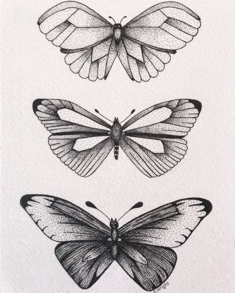 Бабочки для рисования карандашом