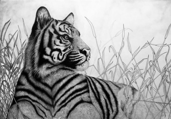 Тигр карандашом