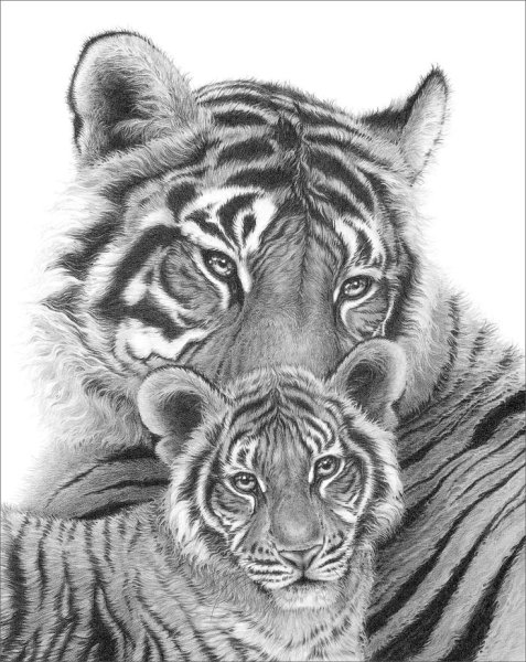 Голова тигра для срисовки