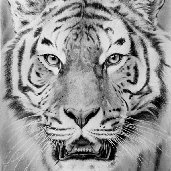 Тигр Шерхан карандашом