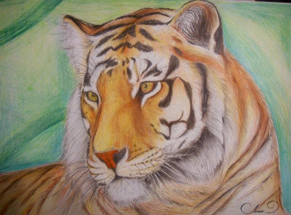 Тигр карандашом