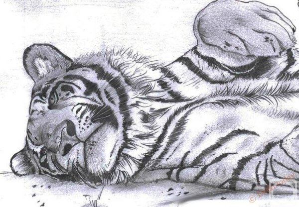 Морда тигра черно белая