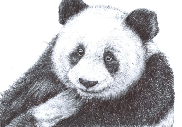 Панда карандашом