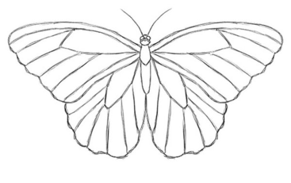 Бабочка карандашом
