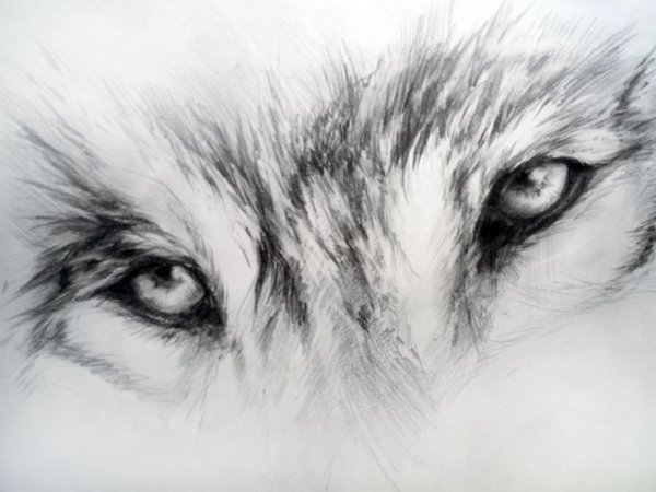 Глаза волка рисунок карандашом