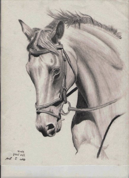 Лошадь карандашом
