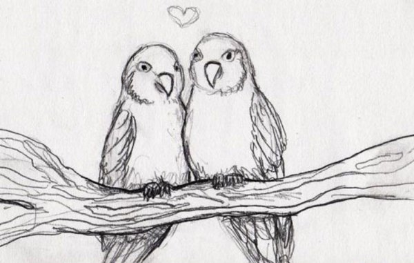 Птичка рисунок карандашом