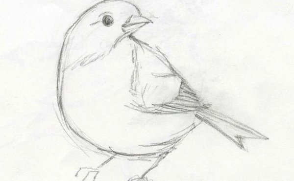 Антистресс птицы цветы