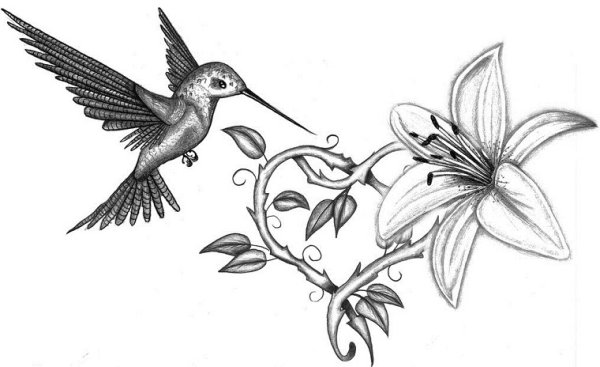 Красивая птичка карандашом