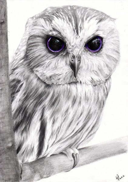 Сова карандашом