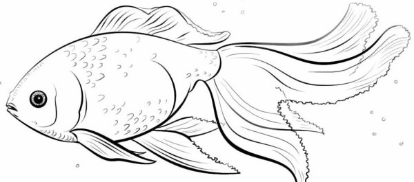 Рыбка вуалехвост раскраска